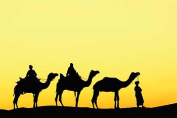 Camels and driver at sunset, Thar Desert, Jodhpur, India | Obraz na stenu