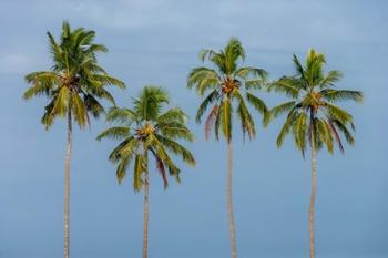 Coconut trees in Backwaters, Kerala, India | Obraz na stenu