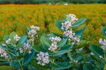 Flower field, southern India | Obraz na stenu