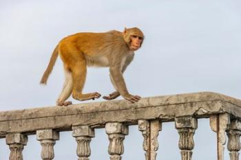 Monkey, rhesus macaque, Macaca mulatta, Varanasi, India | Obraz na stenu