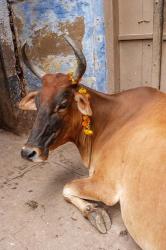 Cow with flowers, Varanasi, India | Obraz na stenu