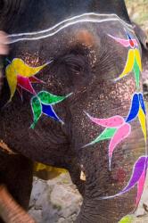 Elephant at Amber Fort, Rajasthan, Jaipur, India | Obraz na stenu