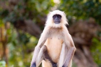 Monkey, Ranthambore National Park, Rajastan, India | Obraz na stenu