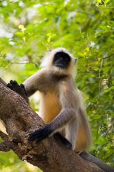 Monkey, Rajastan, India | Obraz na stenu