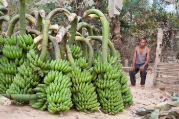 India, Meghalaya, Bajengdoba, Bananas and the man who picked them | Obraz na stenu