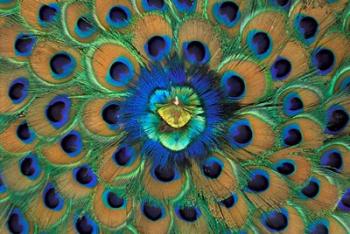 Peacock Decor, India | Obraz na stenu