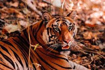 Bengal Tiger in Bandhavgarh National Park, India | Obraz na stenu
