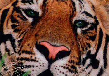 Face of Bengal Tiger, India | Obraz na stenu