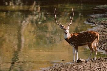 Chital at Water's Edge in Bandhavgarh National Park, India | Obraz na stenu