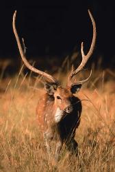 Chital in Bandhavgarh National Park, India | Obraz na stenu