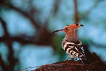 Common Hoopoe in Bandhavgarh National Park, India | Obraz na stenu