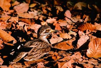 Eurasian Thick-knee in Bandhavgarh National Park, India | Obraz na stenu