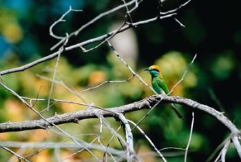 Green Bee-eater in Bandhavgarh National Park, India | Obraz na stenu