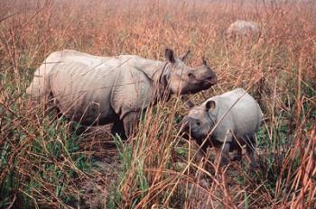 Indian Rhinoceros in Kaziranga National Park, India | Obraz na stenu
