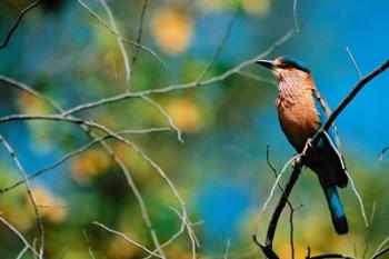 Indian Roller in Bandhavgarh National Park, India | Obraz na stenu