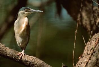 Little Heron in Bandhavgarh National Park, India | Obraz na stenu