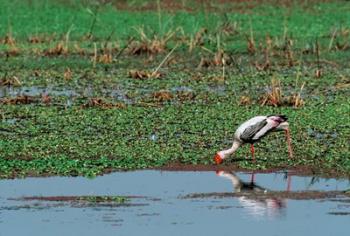 Painted Stork by the water, India | Obraz na stenu