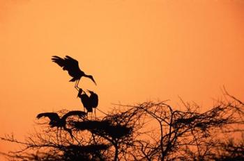 Painted Stork against a sunset sky, India | Obraz na stenu