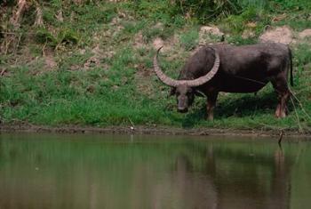 Water Buffalo in Kaziranga National Park, India | Obraz na stenu
