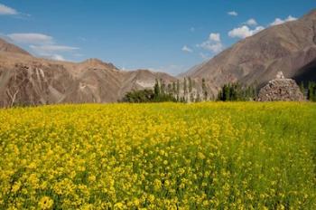 Mustard flowers and mountains in Alchi, Ladakh, India | Obraz na stenu