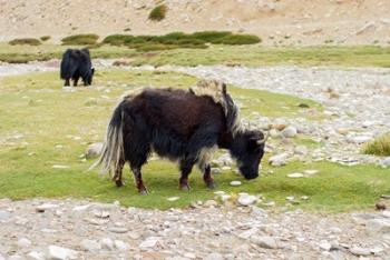 India, Jammu and Kashmir, Ladakh, yaks eating grass on a dry creek bed | Obraz na stenu