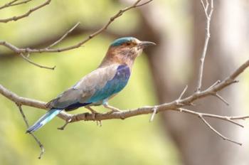 India, Madhya Pradesh, Bandhavgarh National Park Portrait Of An Indian Roller | Obraz na stenu