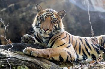 India, Madhya Pradesh, Bandhavgarh National Park A Young Bengal Tiger Resting On A Cool Rock | Obraz na stenu
