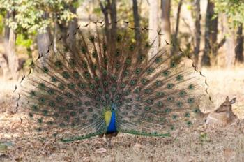 India, Madhya Pradesh, Kanha National Park A Male Indian Peafowl Displays His Brilliant Feathers | Obraz na stenu