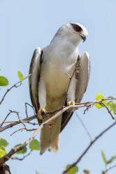 India, Madhya Pradesh, Kanha National Park Portrait Of A Black-Winged Kite On A Branch | Obraz na stenu