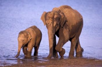 Pair of Asian Elephants, Nagarhole National Park, India | Obraz na stenu