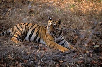 Tiger in Ranthambore National Park, India | Obraz na stenu