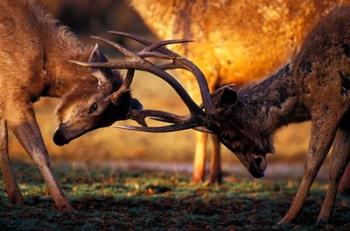 Barasingha, Khana National Park, India | Obraz na stenu