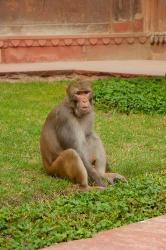 Monkey, Uttar Pradesh, India | Obraz na stenu