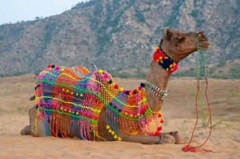 Brightly decorated camel, Pushkar, Rajasthan, India. | Obraz na stenu
