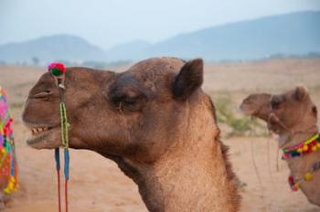 Close-up of a camel, Pushkar, Rajasthan, India. | Obraz na stenu