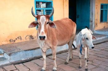 Cow and calf on the street, Jojawar, Rajasthan, India. | Obraz na stenu