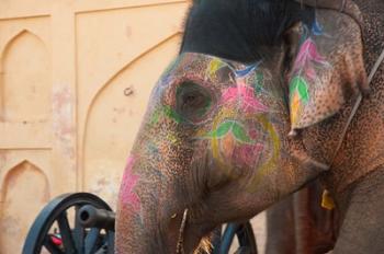 Decorated elephant at the Amber Fort, Jaipur, Rajasthan, India. | Obraz na stenu