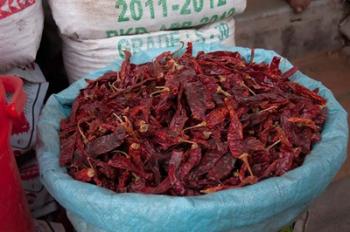 Dried chilies, Jojawar, Rajasthan, India. | Obraz na stenu