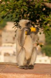 Langur Monkey holding a banana, Amber Fort, Jaipur, Rajasthan, India. | Obraz na stenu