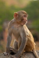 Young Rhesus monkey, Monkey Temple, Jaipur, Rajasthan, India. | Obraz na stenu