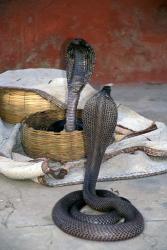 Snake Charming, Oris, India | Obraz na stenu