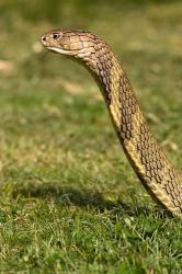 King Cobra snake, South East Captive | Obraz na stenu