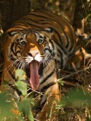 Bengal Tiger, Madhya Pradesh, Bandhavgarh, India | Obraz na stenu