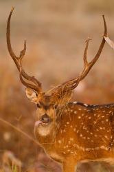 Spotted Deer, Madhya Pradesh, Kanha National Park, India | Obraz na stenu