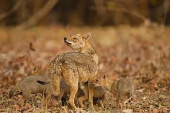 Jackal With Pups, Madhya Pradesh, Pench National Park, India | Obraz na stenu