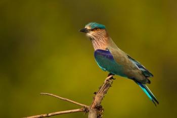 Indian Roller, Bandhavgarh National Park, India | Obraz na stenu