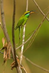 Green Bee-Eater, Madhya Pradesh, Kanha National Park, India | Obraz na stenu