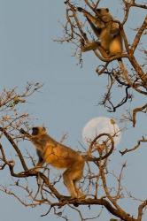 Pair of Hanuman Langur, Kanha National Park, India | Obraz na stenu