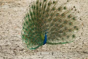 Indian Peafowl, Bandhavgarh National Park, India | Obraz na stenu