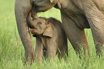Elephant and Young, Corbett National Park, Uttaranchal, India | Obraz na stenu